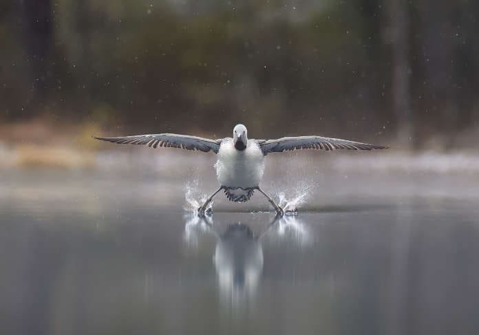 NCWA_SIDD_HIGHLY COMMENDED WINNER_Erkko_Badermann_Landing gears down nikon comedy wildlife awards 2025