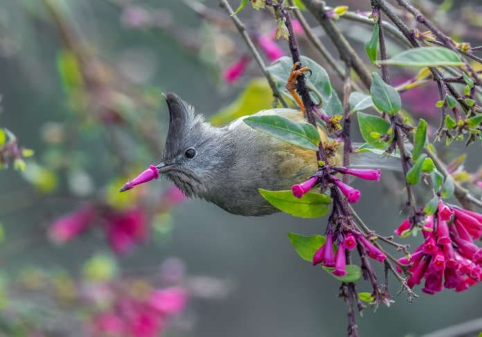 Nikon - Arindam-Saha_Pink-beak-yuhina Nikon - Arindam-Saha_Pink-beak-yuhina